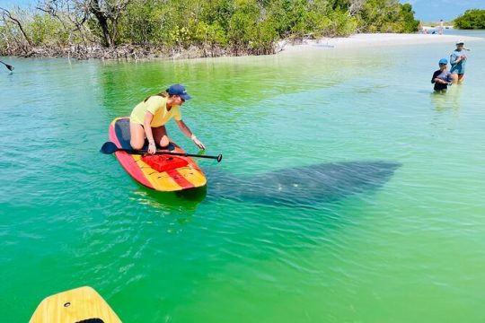 Dolphin and Manatee Adventure Tour of Fort Myers