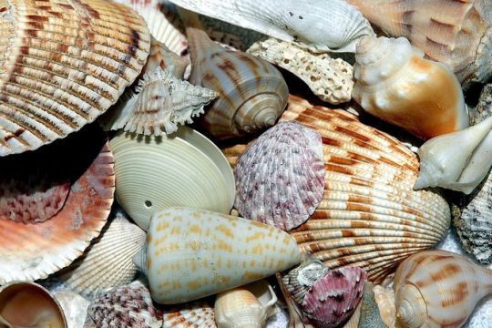 Shelling on Don Pedro Island 6hr Trip