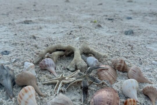 Beach and Shelling Excursion - Public